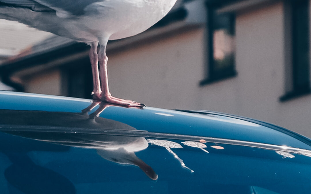 Vogelpoep auto